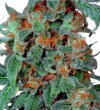 Orange Bud (Феминизированные)