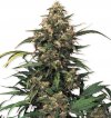 Strawberry Cough (Феминизированные)