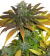 Californian Orange (Феминизированные)