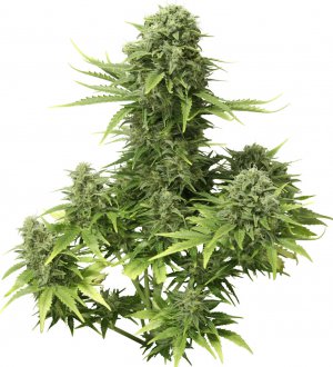 Семена Dutch Passion Seeds StarRyder