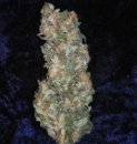 Mandala Seeds Rishi Kush (Обычные)