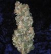 Rishi Kush (Обычные)