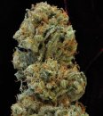 Mandala Seeds 8 Miles High (Обычные)