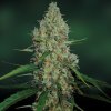 G13 Haze (Обычные)