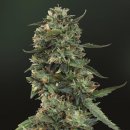LSD (Феминизированные)