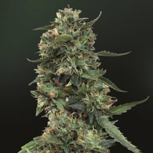 Семена Barney's Farm Seeds LSD (Феминизированные)