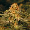 Vanilla Kush (Феминизированные)
