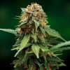 Tangerine Dream (Феминизированные)