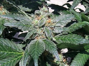 Семена Barney's Farm Seeds Red Diesel (Феминизированные)