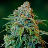 Liberty Haze (Феминизированные)