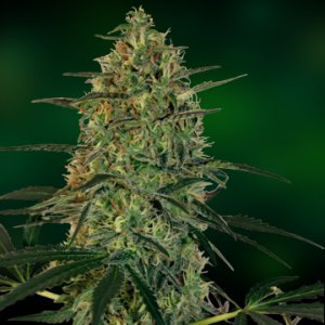 Семена Barney's Farm Seeds Malana Bomb (Автоцветущие феминизированные)