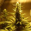 AK-48 (Феминизированные)