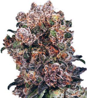 Семена Dutch Passion Seeds Blueberry