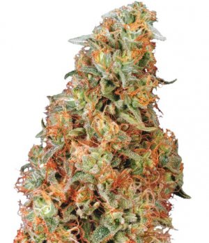 Семена Dutch Passion Seeds Power Plant (Обычные)