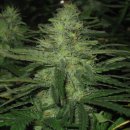 Northern Lights (Обычные)