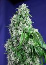 Sweet Seeds Big Devil F1 Fast Version ® (Феминизированные)