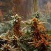 Master Kush (Феминизированные)