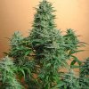 Papaya (Феминизированные)