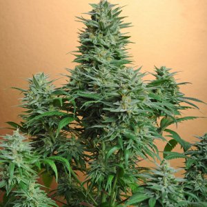 Семена Nirvana Seeds Papaya (Феминизированные)