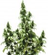 AutoBlueberry (Автоцветущие феминизированные)