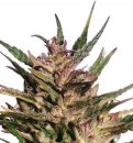 Dutch Passion Seeds Passion #1 (Обычные)