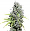 CBD SkunkHaze (Феминизированные)