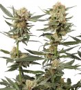 Ortega Indica (Феминизированные)