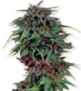 Dutch Passion Seeds Durban Poison (Феминизированные)