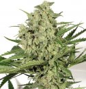Dutch Cheese (Феминизированные)