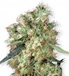 Dutch Haze (Феминизированные)