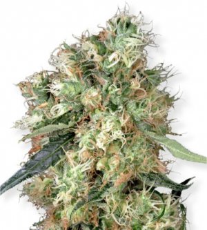 Семена Dutch Passion Seeds Dutch Haze