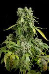Blue Cheese (Автоцветущие феминизированные)