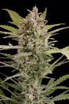 Critical+ 2.0 (Автоцветущие феминизированные)