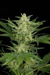 Critical Jack (Автоцветущие феминизированные)