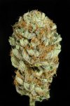 Blue Kush (Феминизированные)