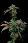 Blue Widow (Феминизированные)
