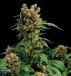California Hashplant (Феминизированные)