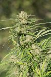 Critical Kush (Феминизированные)