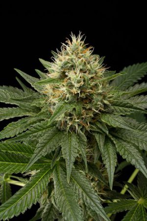Семена Dinafem Seeds Dinachem