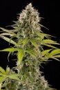 Dinafem Seeds Industrial Plant (Феминизированные)