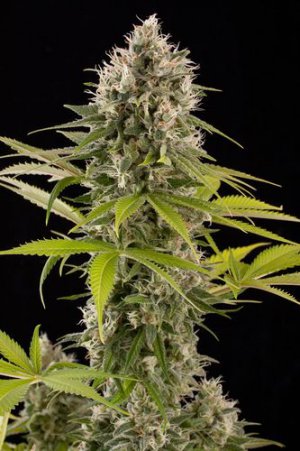 Семена Dinafem Seeds Industrial Plant (Феминизированные)