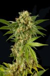 Kush-N-Cheese (Феминизированные)