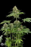 Moby Dick (Феминизированные)