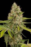 OG Kush (Феминизированные)