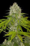 Power Kush (Феминизированные)