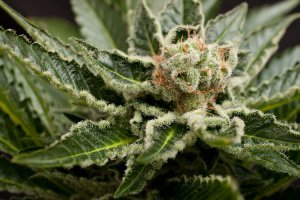 Семена Dinafem Seeds Shark Attack (Феминизированные)