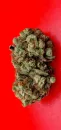 KC Brains Lemon Sherbet <sup>®</sup> (Феминизированные)