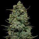 Barney's Farm Seeds Cookies Kush (Феминизированные)