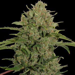 Семена Barney's Farm Seeds Triple Cheese (Феминизированные)