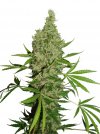 White Widow X The Ultimate (Обычные)